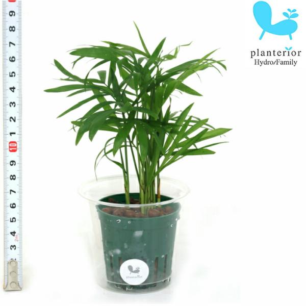 観葉植物 ハイドロカルチャー 苗 テーブルヤシ Ｍサイズ 6パイ 2寸