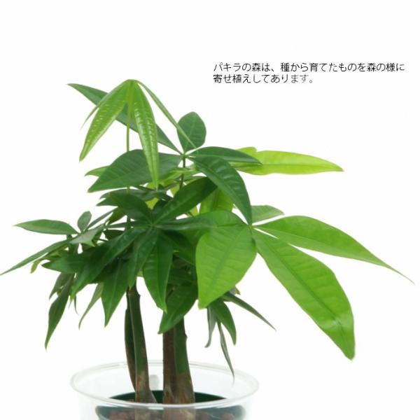 観葉植物 ハイドロカルチャー 苗 パキラの森 Ｍサイズ 6パイ 2寸 /【Buyee】 