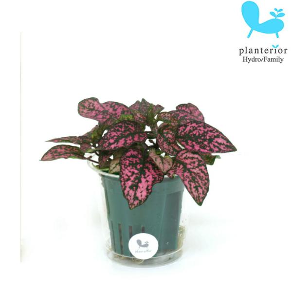 品種名：ヒポエステス英　名：Hypoestes phyllostachya容　器：プラスチック植込材：レカトン 科・属：キツネノマゴ科　ヒポエステス属 サイズ：内容器（緑）サイズ：W6.2cm×H5.5ｃｍ植物サイズについては画像を参照くだ...