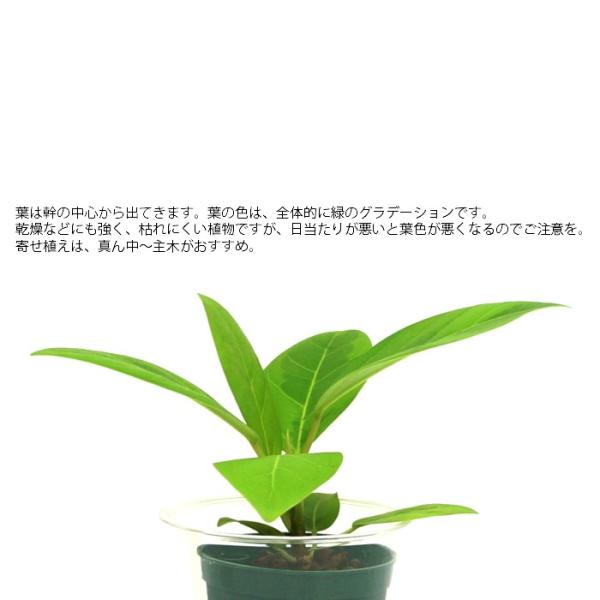 観葉植物 ハイドロカルチャー 苗 フィカス アルテシマ Ｍサイズ 6パイ 2寸 /【Buyee】 