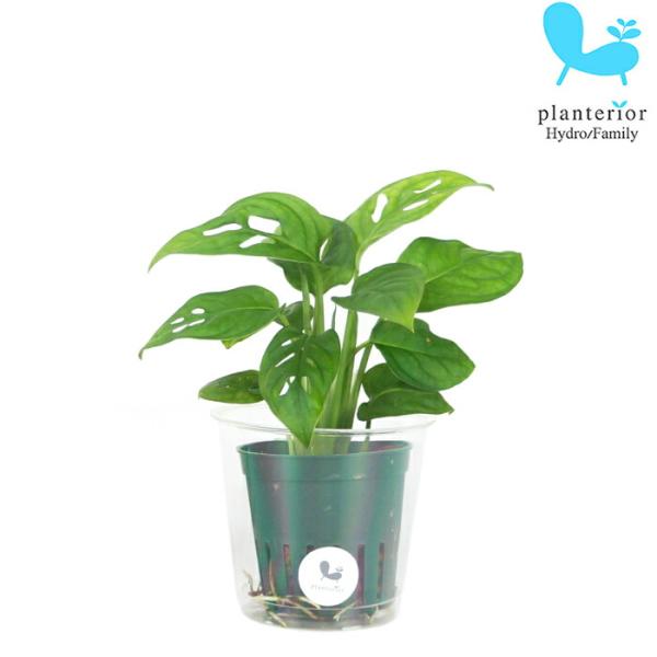 品種名：マドカズラ英　 名：Monstera friedrichsthalii容　器：プラスチック植込材：レカトン科・属：サトイモ科　モンステラ属 サイズ：内容器（緑）サイズ：W6.2cm×H5.5ｃｍ植物サイズについては画像を参照ください...