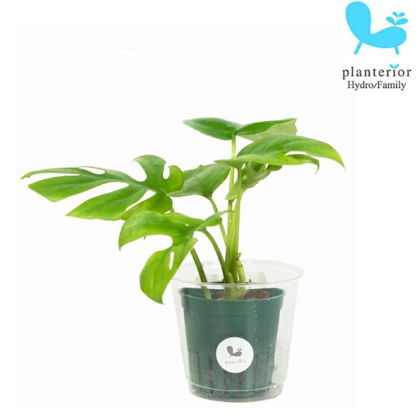 品種名：ヒメモンステラ英　名：Rhaphidophora tetrasperma容　器：プラスチック植込材：レカトン 科・属：サトイモ科　ラフィドフォラ属 サイズ：内容器（緑）サイズ：W6.2cm×H5.5ｃｍ植物サイズについては画像を参照...