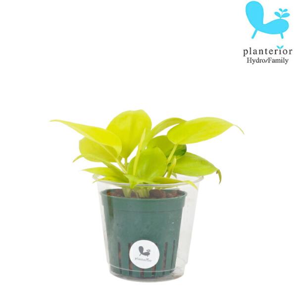 品種名：オキシカルディウム　ライム英　名：Oxycardium　Lime容　器：プラスチック植込材：レカトン 科・属：サトイモ科　フィロデンドロン属 サイズ：内容器（緑）サイズ：W6.2cm×H5.5ｃｍ植物サイズについては画像を参照くださ...