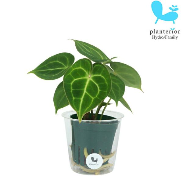 観葉植物 ハイドロカルチャー 苗 アンスリューム クラリネルビウム ｍサイズ 6パイ 2寸 Buyee Buyee บร การต วกลางจากญ ป น ซ อจากประเทศญ ป น