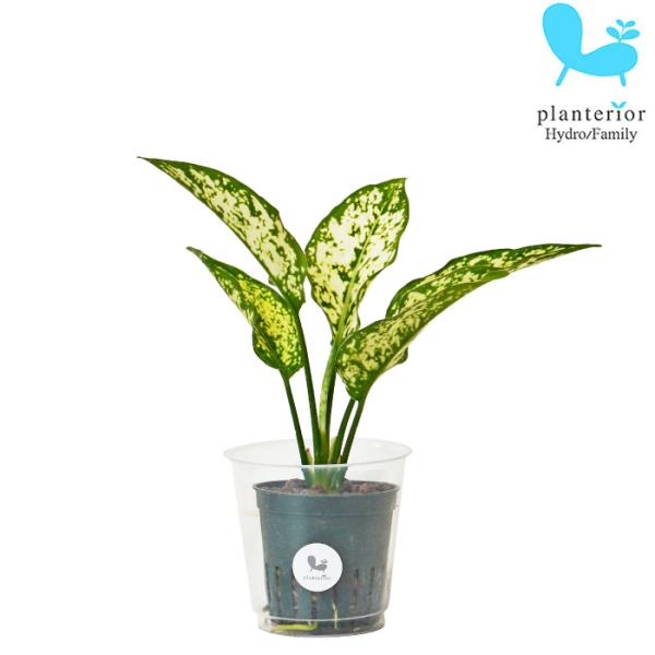 品種名：アグラオネマ　タイスノーフレークス英　名：Aglaonema brevispatha 'Thai Snowflakes' 容　器：プラスチック植込材：レカトン 科・属：サトイモ科　アグラオネマ属 サイズ：内容器（緑）サイズ：W6.2...