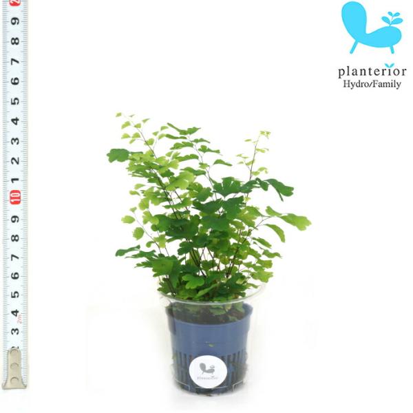 観葉植物 ハイドロカルチャー 苗 アジアンタム ｓサイズ 4 5パイ 1 5寸 Pghe S04 003 タノシミドリ Yahoo 店 通販 Yahoo ショッピング