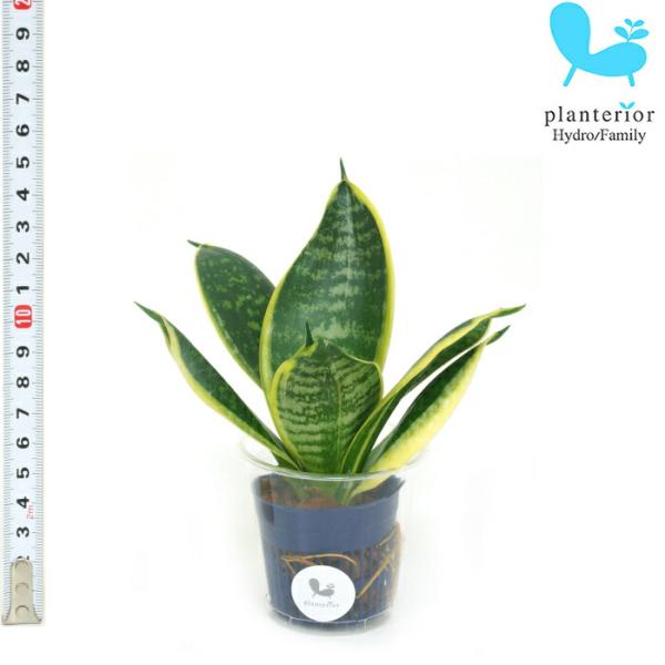 品種名：サンスベリア　グリーングランデ英　名：Sansevieria trifasciata‘Green Grande’容　器：プラスチック植込材：レカトン  科・属：リュウゼツラン科　サンスベリア属サイズ内容器（青）サイズW4.5cm×H...