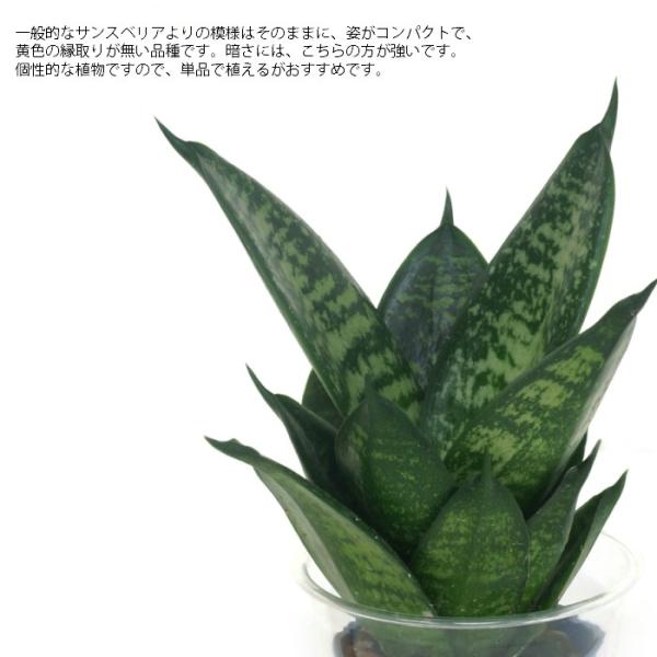 観葉植物 ハイドロカルチャー 苗 サンスベリア ゼラニカ ｓサイズ 4 5パイ 1 5寸 Buyee Buyee Japanese Proxy Service Buy From Japan Bot Online