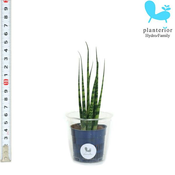 観葉植物 ハイドロカルチャー苗 サンスベリア ミカド ｓサイズ 4 5パイ 1 5寸 Buyee Buyee Japanese Proxy Service Buy From Japan Bot Online