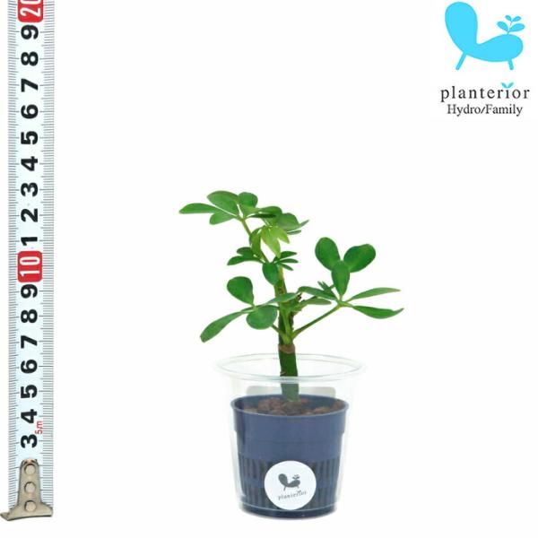 観葉植物 ハイドロカルチャー 苗 シェフレラ コンパクタ Ｓサイズ 4.5パイ 1.5寸