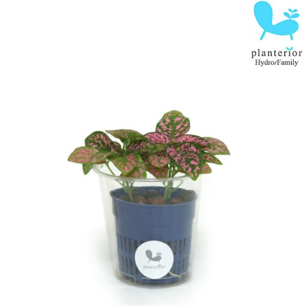 観葉植物 ハイドロカルチャー 苗 ヒポエステス ローズ ｓサイズ 4 5パイ 1 5寸 Buyee 日本代购平台 产品购物网站大全 Buyee一站式代购 Bot Online