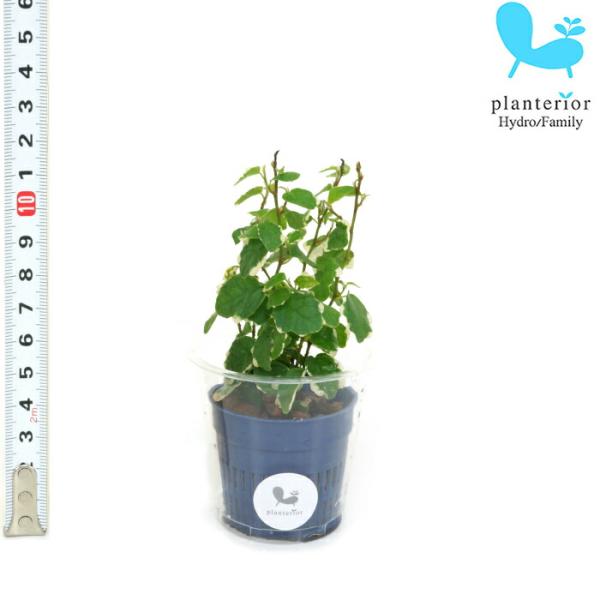 観葉植物 ハイドロカルチャー 苗 プミラ サニーホワイト Ｓサイズ 4.5パイ 1.5寸