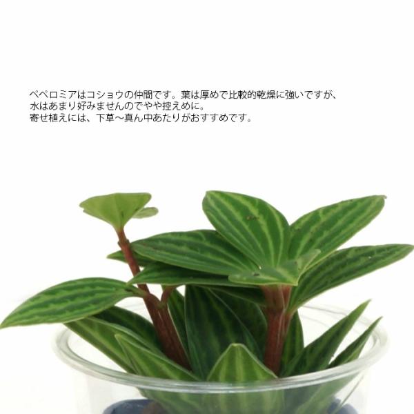 観葉植物 ハイドロカルチャー 苗 ペペロミア プテオラータ ｓサイズ 4 5パイ 1 5寸 Buyee Buyee 提供一站式最全面最专业现地yahoo Japan拍卖代bid代拍代购服务 Bot Online