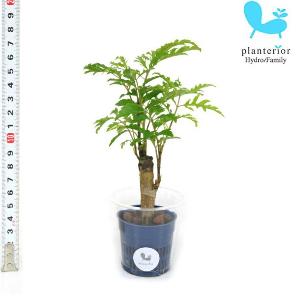 観葉植物 ハイドロカルチャー 苗 ポリシャス フィリシフォリア Ｓサイズ 4.5パイ 1.5寸