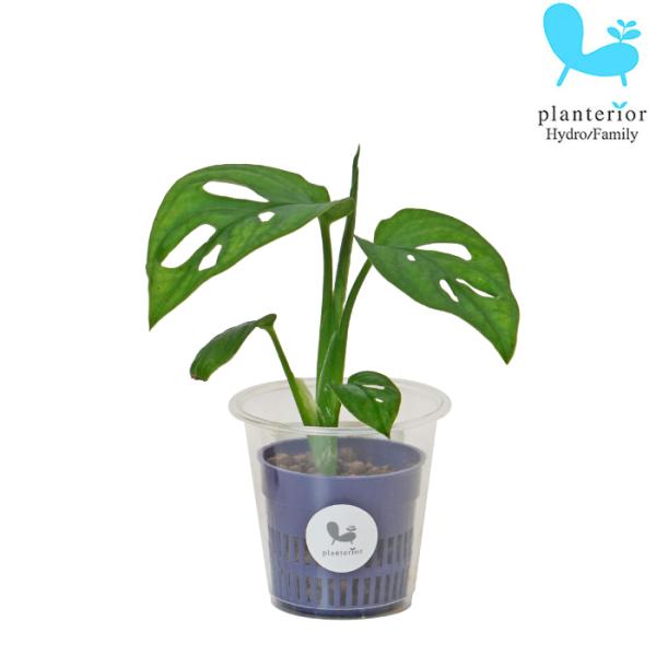 観葉植物 ハイドロカルチャー 苗 マドカヅラ Ｓサイズ 4.5パイ 1.5寸