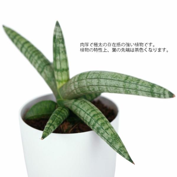サンスベリア ボンセレンシス 3 5寸 レア ビザール 観葉植物 土植え Buyee Buyee Japanese Proxy Service Buy From Japan Bot Online