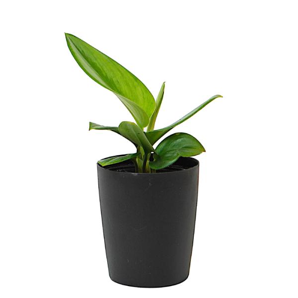 品種名：スキンダプサス　ムーンライト英　名：Scindapsus pictus?‘Moonlight’　科　：サトイモ科　属　：スキンダプサス属植込材：培養土受け皿：付属していませんサイズ鉢サイズ：3.5寸（直径約10.5cm）植物の高さ：...