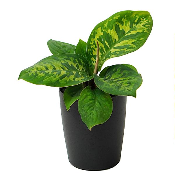 品種名：ホマロメナ　カモフラージュ英　名：Homalomena  'Camouflage' 　科　：サトイモ科　属　：ホマロメナ属植込材：培養土受け皿：付属していませんサイズ鉢サイズ：3.5寸（直径約10.5cm）植物の高さ：鉢底から約20...