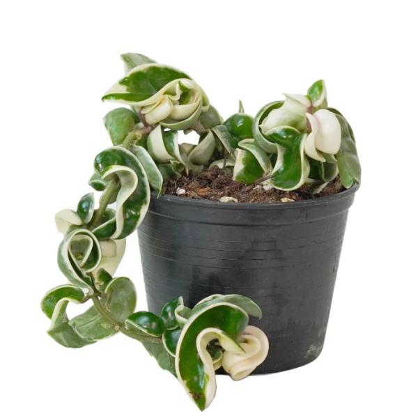 ホヤ コンパクタ バリエガータ 3.5寸 レア 観葉植物 土植え