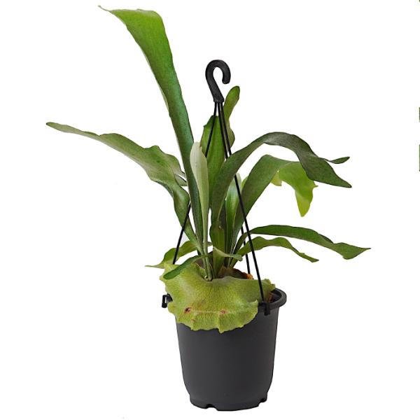 品種名：ビカクシダ　ネザーランド英　名：Platycerium bifurcatum ‘Netherlands’　科　：ウラボシ科　属　：ビカクシダ属植込材：培養土受け皿：付属していませんサイズ鉢サイズ：5寸（直径約15cm）植物の高さ：鉢...