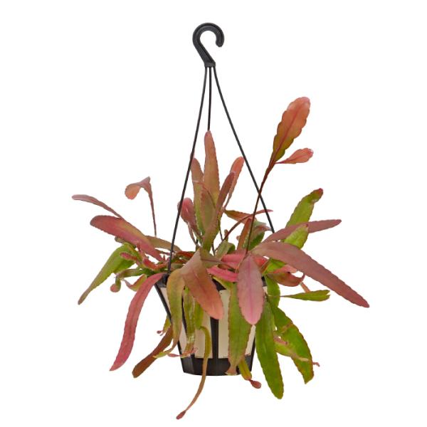 品種名：リプサリス　ラムローサ英　名：Rhipsalis ramulosa　科　：サボテン科　属　：リプサリス属植込材：培養土受け皿：付属していませんサイズ鉢サイズ：5寸（直径約15cm）植物の高さ：鉢底から約35cm 置き場所 直射日光を...