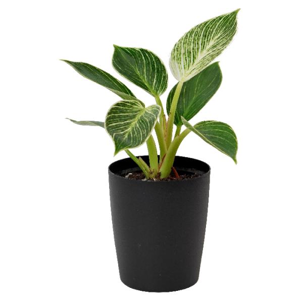 フィロデンドロン バーキン 3.5寸 レア 観葉植物 土植え