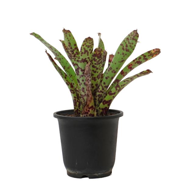 フリーセア グッタータ 5寸 レア 観葉植物 土植え