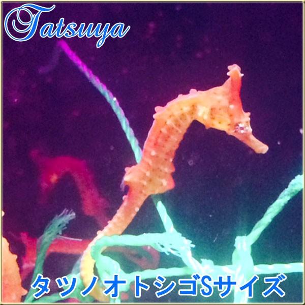 タツノオトシゴ Sサイズ ワイルド種 1214ta8a 竜屋 通販 Yahoo ショッピング