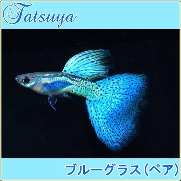 ブルーグラスグッピー ペア 2ペア 4匹 国産グッピー グッピー系 Bulu2 竜屋 通販 Yahoo ショッピング