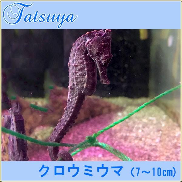 クロウミウマ 7 10cm タツノオトシゴ ワイルド種 メス1匹 Kuro1 竜屋 通販 Yahoo ショッピング