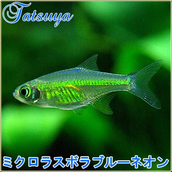 ミクロラスボラブルーネオン 10匹 コイ系 Tansui106a 竜屋 通販 Yahoo ショッピング