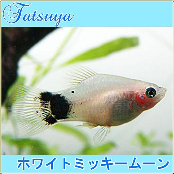 ホワイトミッキームーン プラティ 10匹 プラティ Tansui116a 竜屋 通販 Yahoo ショッピング