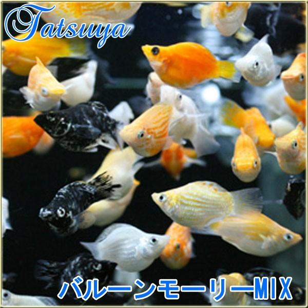 バルーンモーリーｍｉｘ 10匹 モーリー Tansui119a 竜屋 通販 Yahoo ショッピング