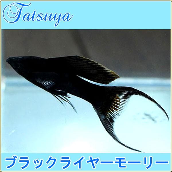 ブラックライヤモーリー 10匹 モーリー Tansui121a 竜屋 通販 Yahoo ショッピング