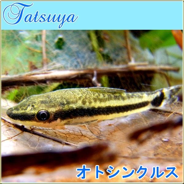 オトシンクルス 10匹 水槽のお掃除屋さん コケ取りに 淡水魚 熱帯魚 ナマズ系 Tansui12b 竜屋 通販 Yahoo ショッピング