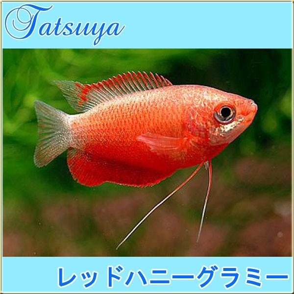 レッドハニーグラミー 10匹 グラミー Tansui133a 竜屋 通販 Yahoo ショッピング