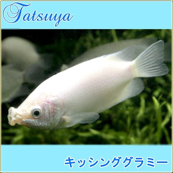 キッシンググラミー 10匹 グラミー Tansui141a 竜屋 通販 Yahoo ショッピング