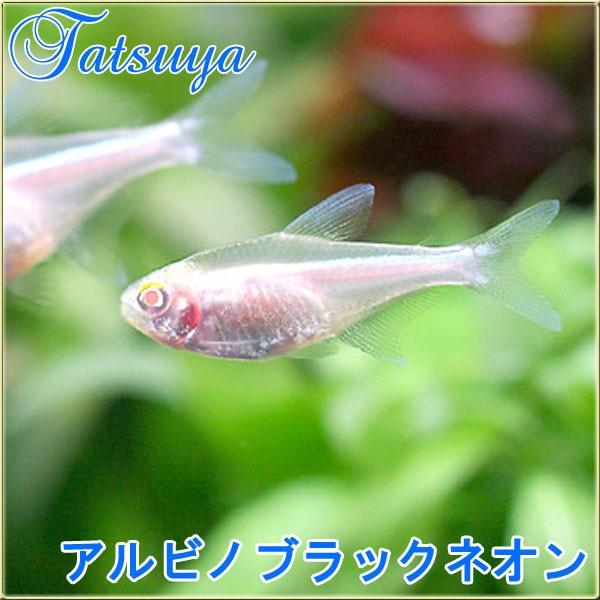 アルビノブラックネオンテトラ 10匹 カラシン系テトラ Tansui14a 竜屋 通販 Yahoo ショッピング