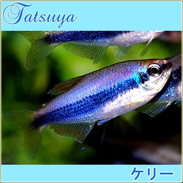 インパクティスケリー インペリアルテトラ 10匹 カラシン系テトラ Tansui19a 竜屋 通販 Yahoo ショッピング