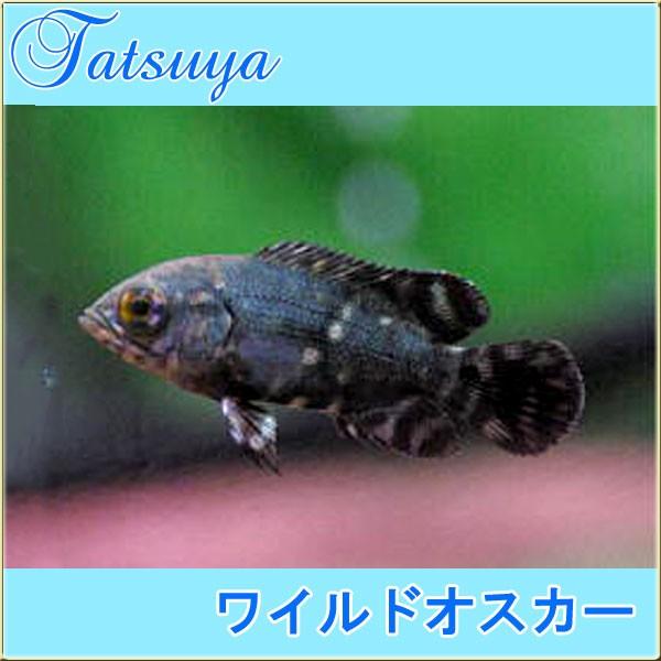 ワイルドオスカー パラ産 9cm前後 2匹 シクリッド Buyee 日本代购平台 产品购物网站大全 Buyee一站式代购 Bot Online