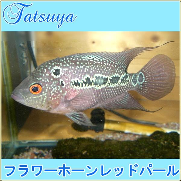 フラワーホーンレッドパール 10匹 シクリッド Tansui218a 竜屋 通販 Yahoo ショッピング