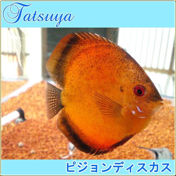 Sale 37 Off シクリッド系 レッドロイヤルディスカス Smサイズ レッドロイヤルディスカス Smサイズ 10匹 ディスカス 観賞魚生体