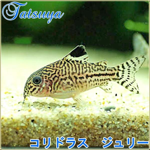 コリドラス ジュリー 10匹 コリドラス Tansui236a 竜屋 通販 Yahoo ショッピング