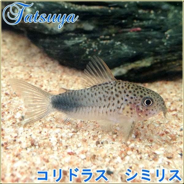 コリドラス シミリス 5匹 コリドラス Tansui237d 竜屋 通販 Yahoo ショッピング