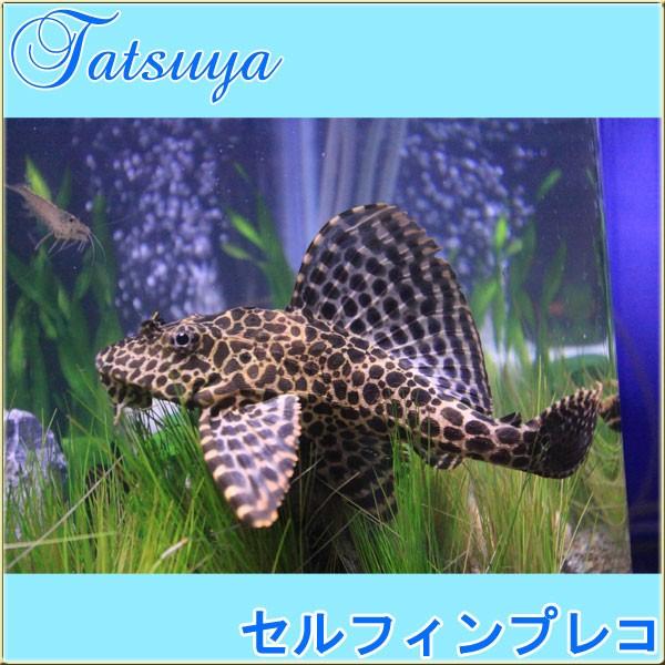 セルフィンプレコ 12cm前後 2匹 プレコ Tansui248c 竜屋 通販 Yahoo ショッピング