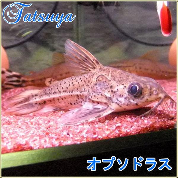 オプソドラス 5cm前後 10匹 ナマズ Tansui271a 竜屋 通販 Yahoo ショッピング