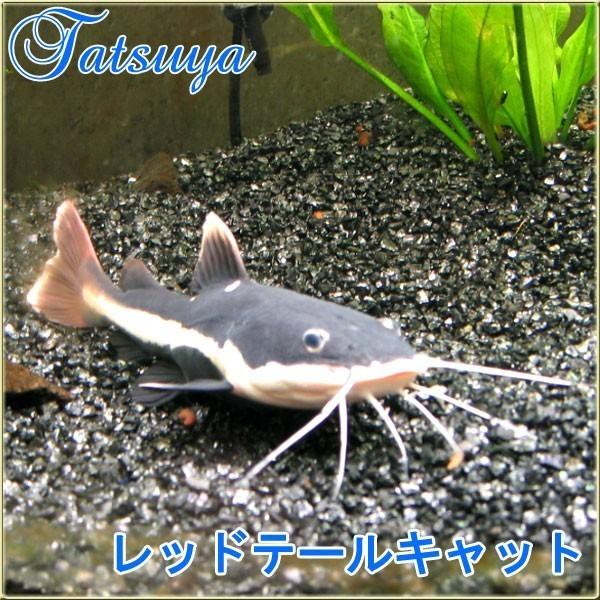 レッドテールキャット 5cm前後 1匹 ナマズ Tansui273d 竜屋 通販 Yahoo ショッピング