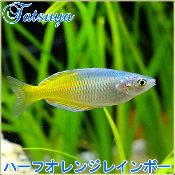 ハーフオレンジレインボー 10匹 レインボーフィッシュ Tansui280a 竜屋 通販 Yahoo ショッピング