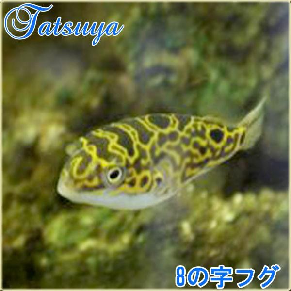 8の字フグ 10匹 汽水系 Tansui293a 竜屋 通販 Yahoo ショッピング