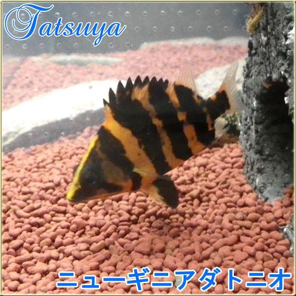 ニューギニアダトニオ 1匹 汽水系 Tansui299a 竜屋 通販 Yahoo ショッピング